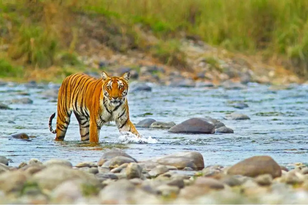 Jim Corbett Tour Package - Image 2