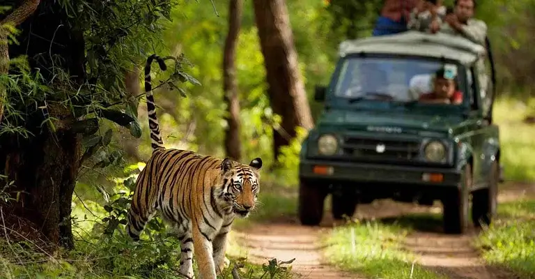 Jim Corbett Tour Package